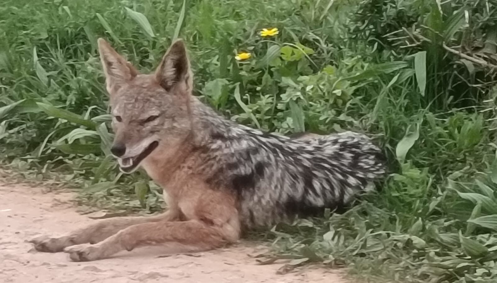 Black-backed jackal resting