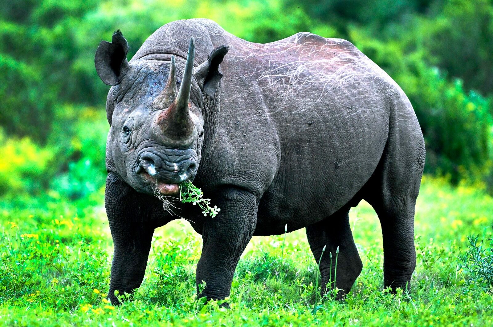 Black rhino grazing