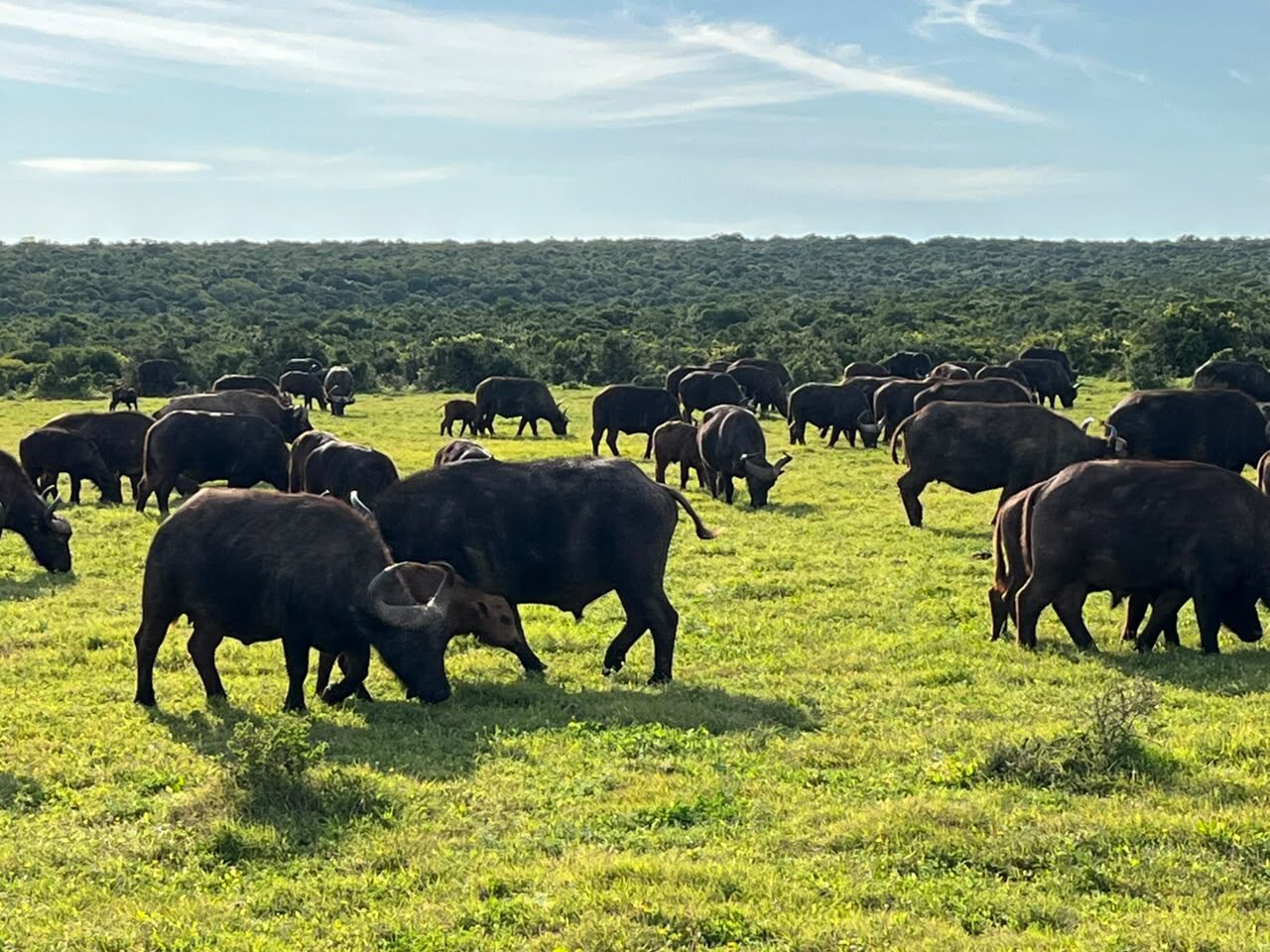 Buffalo herd grazing in Addo
