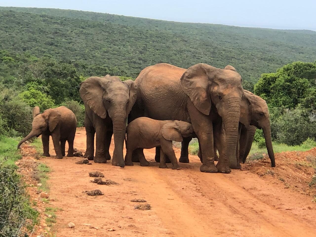 Elephant herd crossing a road in Addo