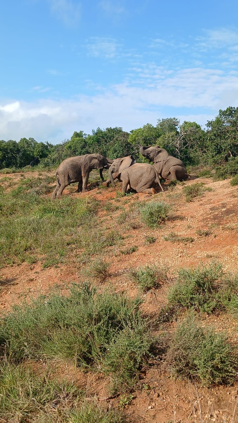 Elephants feeding in the bush