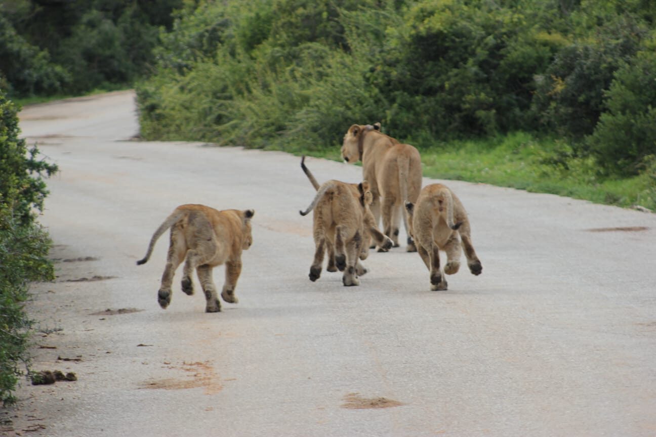 Lion cubs walking the road