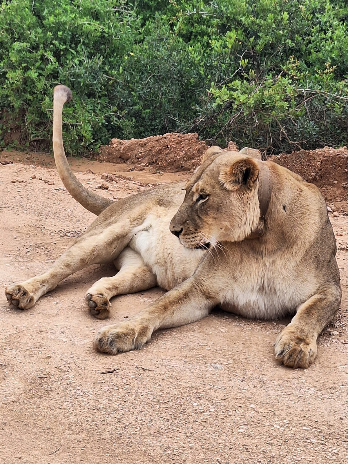Schotia Game Reserve Safari