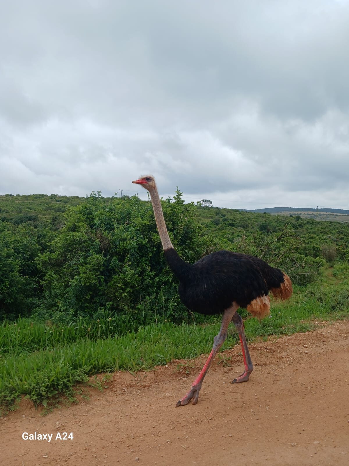 Ostrich crossing the track