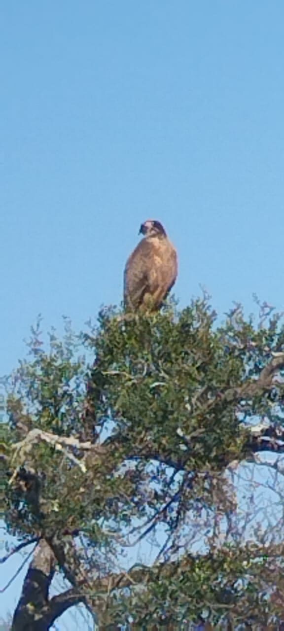 Raptor perched in a treetop