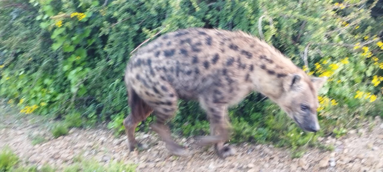 Spotted hyena on patrol