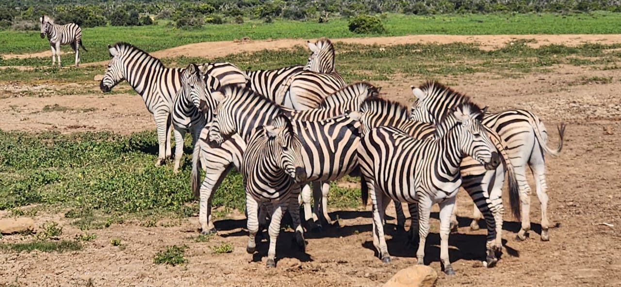 Zebra herd at a waterhole